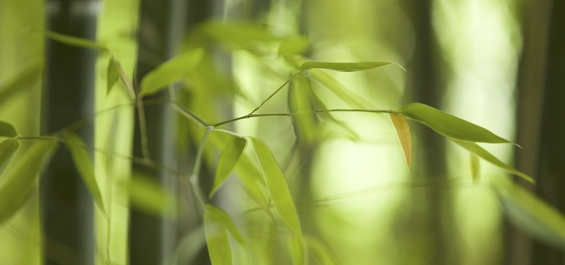 Bamboo leaves Bamboo leaves - Doctor Mosaraf Ali